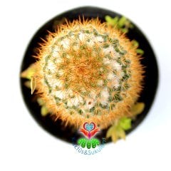 Mammillaria Flavicentra-Altın Renk Dikenli Kaktüs-8,5 cm Saksıda