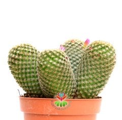 Mammillaria Brauneana -Dikey Dikenli Ele Batmayan Kaktus 10,5 cm saksıda-Teraryum,Sukulent
