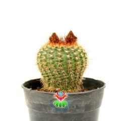Notocactus Scopa Büyük Sarı Renk çiçek Açar-8,5 cm Saksıda