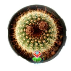 Notocactus Scopa Büyük Sarı Renk çiçek Açar-8,5 cm Saksıda