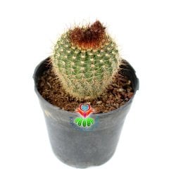 Notocactus Scopa Büyük Sarı Renk çiçek Açar-8,5 cm Saksıda