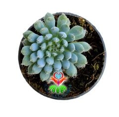 Echeveria Setosa Deminuta-Mükemmel Renk- 5,5 cm saksıda -Teraryum, Mini Bahçe, Kaktüs