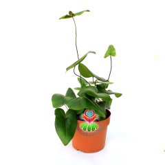 Hemionitis Arifolia-Üçgen Yapraklı Tel Dallı Sıradışı-8 cm Saksıda