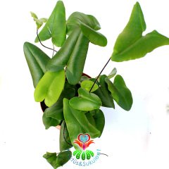 Hemionitis Arifolia-Üçgen Yapraklı Tel Dallı Sıradışı-8 cm Saksıda