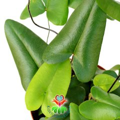 Hemionitis Arifolia-Üçgen Yapraklı Tel Dallı Sıradışı-8 cm Saksıda