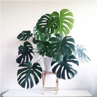 Deve Tabanı, Monstera Deliciosa, Monstera Fensterblatt, 90 cm Uzunluk-25 cm saksı Deve Tabanı Çiçeği