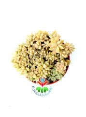 Graptoveria Titubans-Krem-Beyaz Renk Sıradışı Simetrik-8,5 cm saksıda
