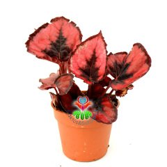 Kırmızı Renk Yaprak Güzeli Begonya- Begonia Rex- 8,5 cm Saksıda
