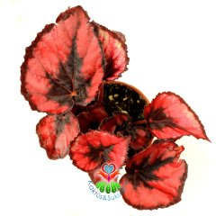 Kırmızı Renk Yaprak Güzeli Begonya- Begonia Rex- 8,5 cm Saksıda