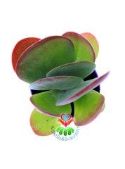 Kalanchoe Luciae ' Red Lips'-Güneşte Yaprak Uçları Kırmızılaşır-12 cm Saksıda