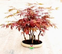 Amerikan Akçaağaç Bonsai - Acer American Maple Bonsai Kırmızı Yapraklı Büyük Boy Bir Saksıda 5 Kök Bonsai