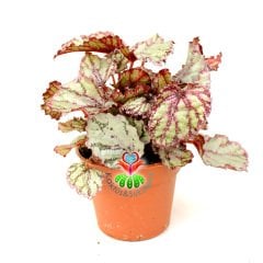 Pembe Renk Yaprak Güzeli Begonya- Begonia Rex- 8,5 cm Saksıda