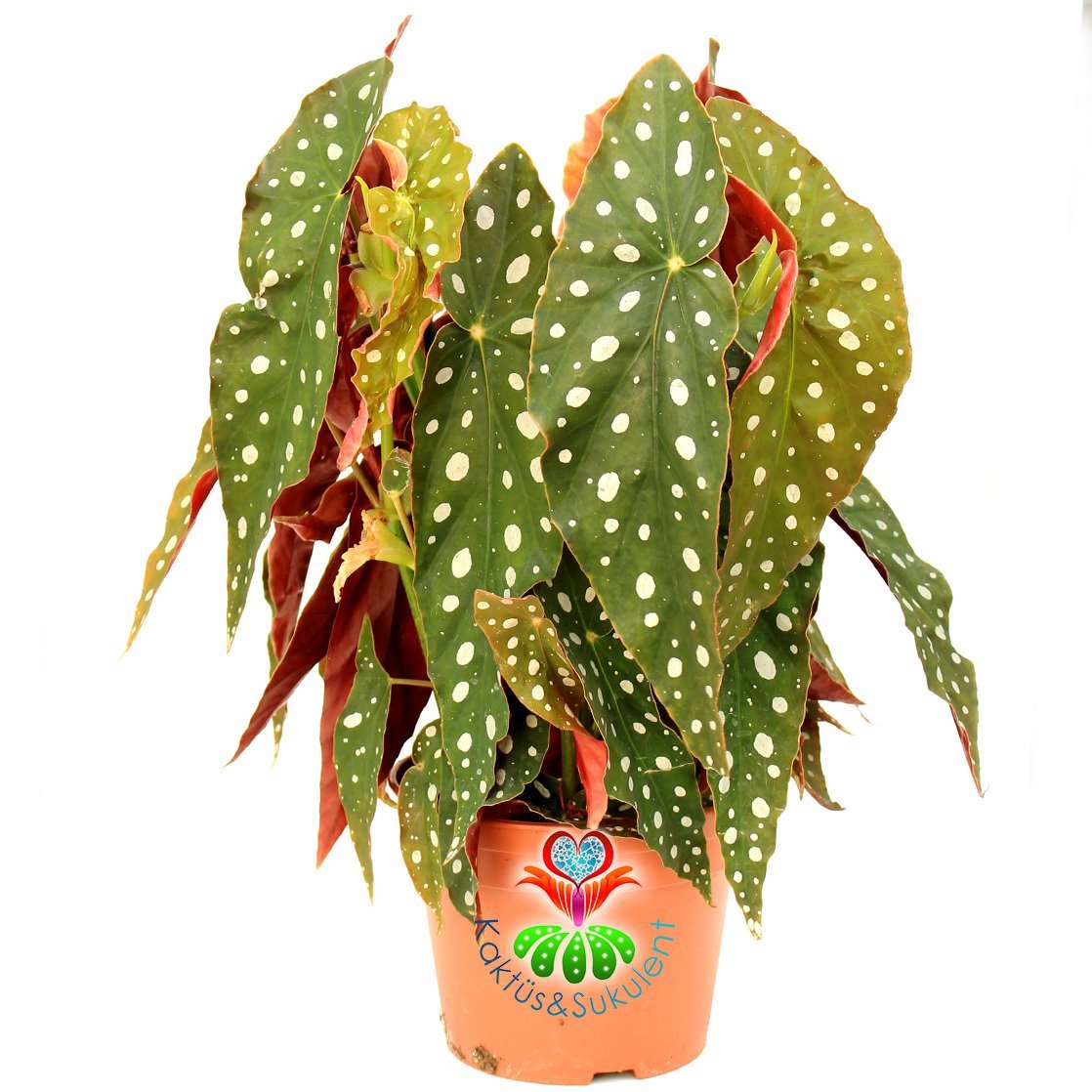 Begonia Maculata-Benekli Yapraklı Begonya-20 Cm Saksıda Büyük Boy