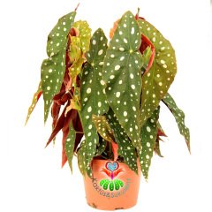 Begonia Maculata-Benekli Yapraklı Begonya-20 Cm Saksıda Büyük Boy