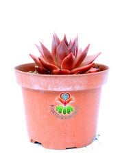 Echeveria Agavoides 'Romeo'- Güneşte Pembeleşmesi Artar-Mükemmel Form ve Renkte-8,5 cm Saksıda