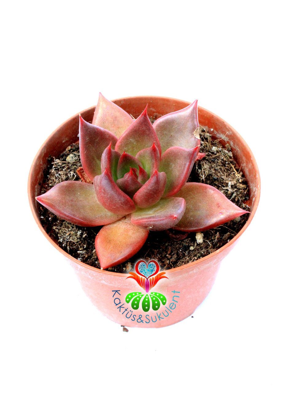Echeveria 'Taurus' - Doğal Kırmızı Renk Sukulent-15 cm Saksıda-Rengi Güneşte Koyulaşır