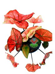 Caladium Bicolor Pembe Kırımızı Yapraklı 14 cm Saksılı