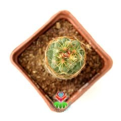Kaktüs-Coryphantha Pulleineana -9cm Saksıda-Sarı Renk Çiçek Açar