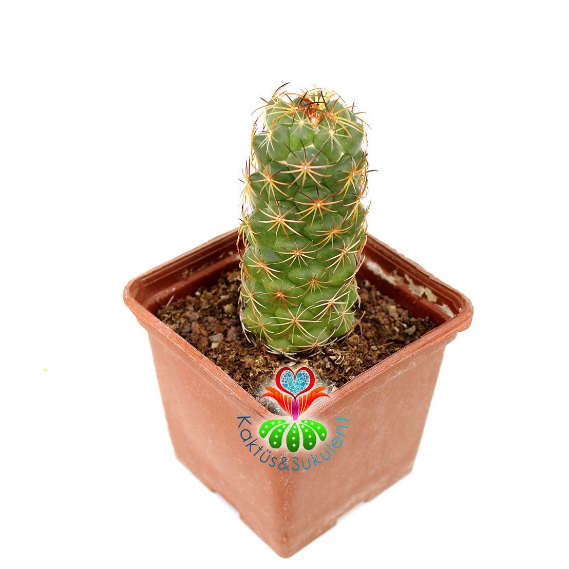 Kaktüs-Coryphantha Pulleineana -9cm Saksıda-Sarı Renk Çiçek Açar
