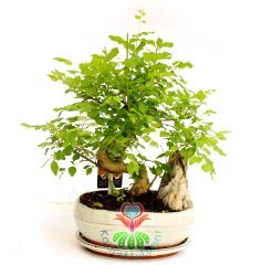 Wisteria Bonsai, Afrika Ağacı Mor Çiçek Açar,Kaya Aranjmanlı Mükemmel Form Büyük Boy Minyatür Ağaç