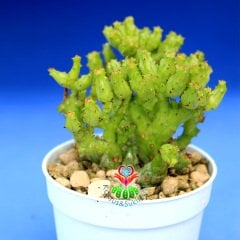 Çok Nadir Tür Kaktüs-Euphorbia Enopla Carolina-6,5 cm Saksıda
