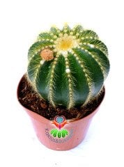 Notocactus Magnificus-Sarı Renk Çiçek Açar-10,5cm Saksıda Büyük Boy