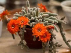 Kaktüs,Sarkarak Hızlı Büyür, Chamaecereus Silvestrii -Tilki Kuyruğu - 8 cm saksı, Yılan Kaktüs