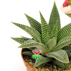 Haworthia Spider White -8,5 cm Saksıda-Çok Şık İnce Beyaz Çizgili