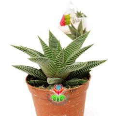 Haworthia Spider White -8,5 cm Saksıda-Çok Şık İnce Beyaz Çizgili