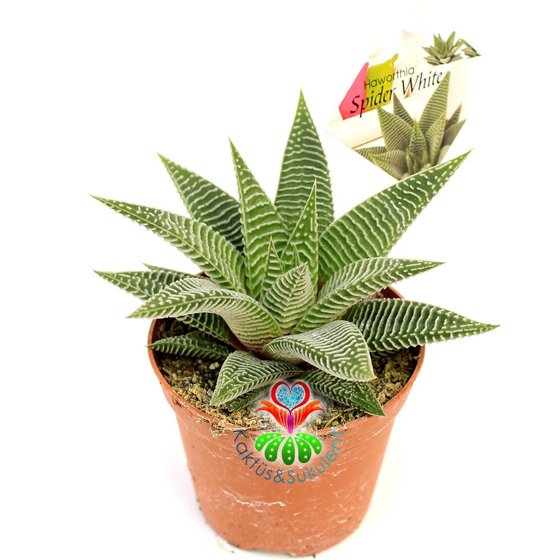 Haworthia Spider White -8,5 cm Saksıda-Çok Şık İnce Beyaz Çizgili