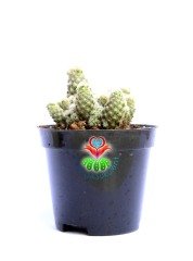Escobaria Sneedii - 8,5 cm Saksıda-Nadir Tür-Pembe Renk Çiçek Açar