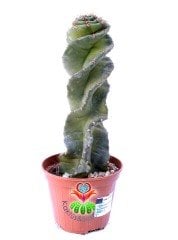 Cereus Forbesii Spiralis -Dönerek Büyüyen Nadir Tür-14 cm Uzunluk 10,5 cm Saksıda
