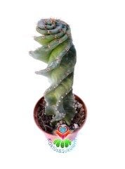 Cereus Forbesii Spiralis -Dönerek Büyüyen Nadir Tür-14 cm Uzunluk 10,5 cm Saksıda