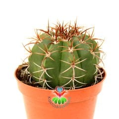 Melocactus Matanzanus - Kırmızı Renk Şapkası Çıkar-10,5 cm Saksıda