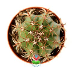 Melocactus Matanzanus - Kırmızı Renk Şapkası Çıkar-10,5 cm Saksıda