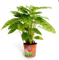 Calathea Leopardina-Açık Yeşil Zebra Desenli-Mükemmel Salon,Dua Çiçeği-10,5 cm Saksıda-30 cm Uzunluk