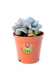 Echeveria Cubic Blue- 5,5 cm Saksıda-Kıvrık Yapraklı