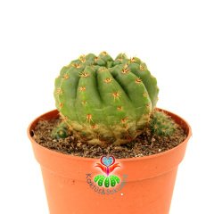 Notocactus Ottonis Tenebrosus- Büyük Sarı Renk Çiçek Açar-8,5 cm Saksıda