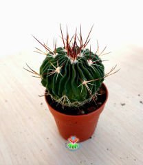Kaktüs,Stenocactus Multicostata -Mor-Beyaz Çiçek Açar-1.Sınıf İthal-5,5 cm saksıda-Teraryum,Sukulent