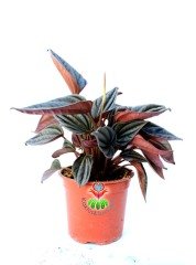 Peperomia Red Canyon 5,5 cm Saksılı Yaprak Güzeli Endemik Bitki