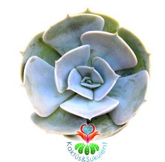 Sukulent,Echeveria Pollux -Büyük Gri Beyaz Tonlarında Yapraklı -5,5 cm Saksıda-Teraryum,Kaktüs