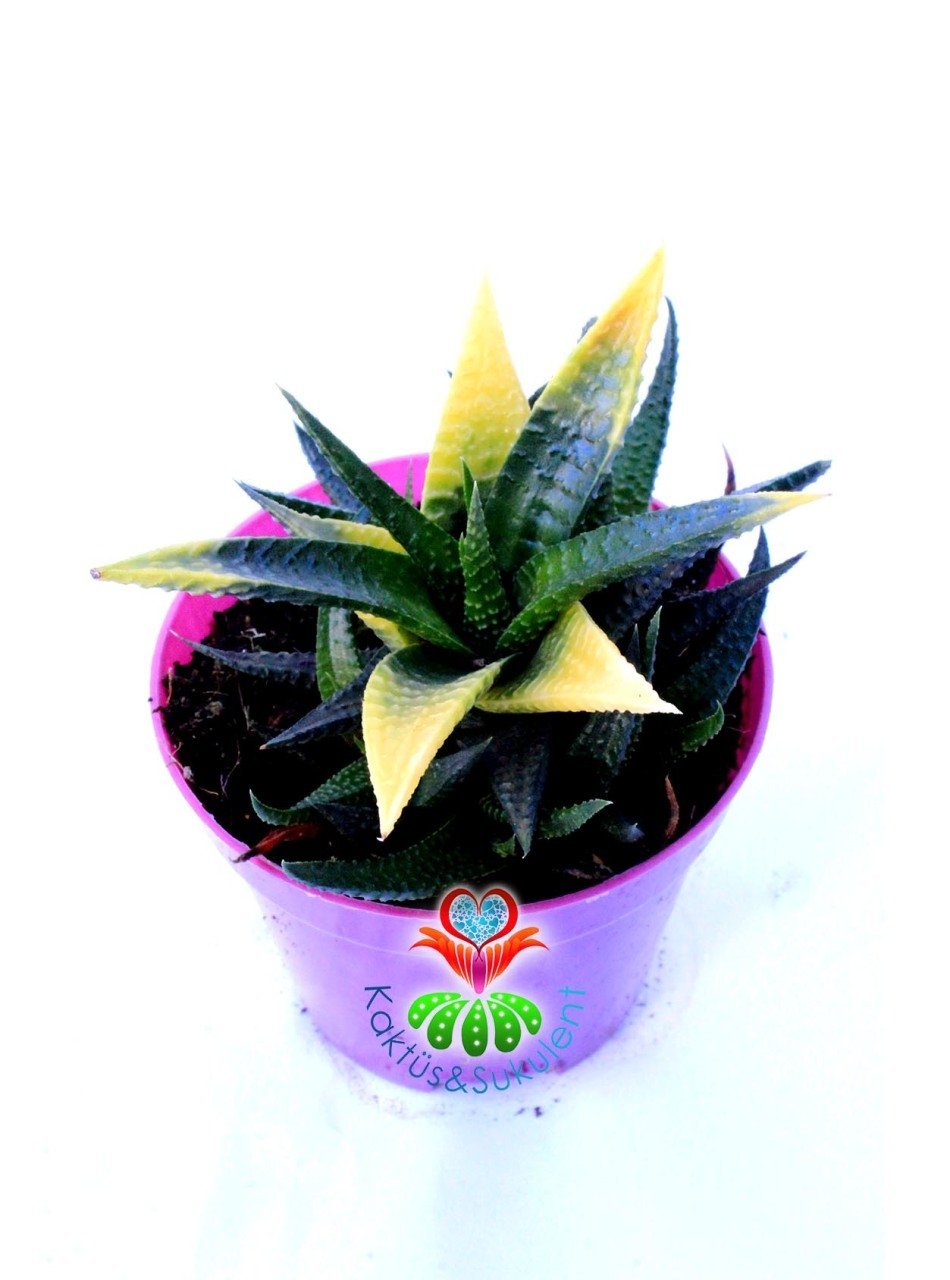Haworthia Limifolia Variegata -Doğal Çift  Renk Sert Yapraklı 8,5 cm Saksıda