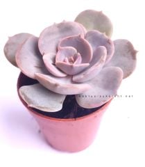 Echeveria 'Dusty Rose'-  5,5 cm saksıda Nadir Tür Lila Renk Sukulent