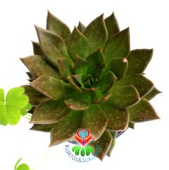 Büyük Sukulent Echeveria Black Prince Siyah Renk 8.5 cm Saksıda