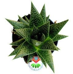 Gasteria Flow Büyük Boy 10,5 cm Saksıda Simetrik Sert Yapraklı Sukulent