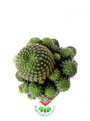 Rebutia Deminuta-Bol Bol Kırmızı Renk Çiçek Açan Özel Tür Saksı Dolusu-5,5 cm Saksıda