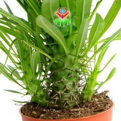 Madagaskar Palmiyesi -Pachypodium Lamerei-20 cm Uzunluğunda-12 cm saksıda-Teraryum, Kaktüs