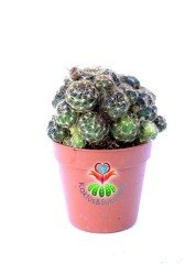 Lobivia Arachnacantha- Bol Yavrulu-Saksı Dolusu -Bol Çiçek Açar- 5,5 cm saksıda