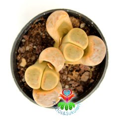 Lithops Schwantesii-5,5 cm Saksıda Krem-Kırmızı Renk Yaşayan Taş Kaktüs