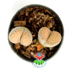 Lithops Julii Fulleri-Uçları Açık Turuncu Yaşayan Taş Kaktüs 5,5cm Saksıda